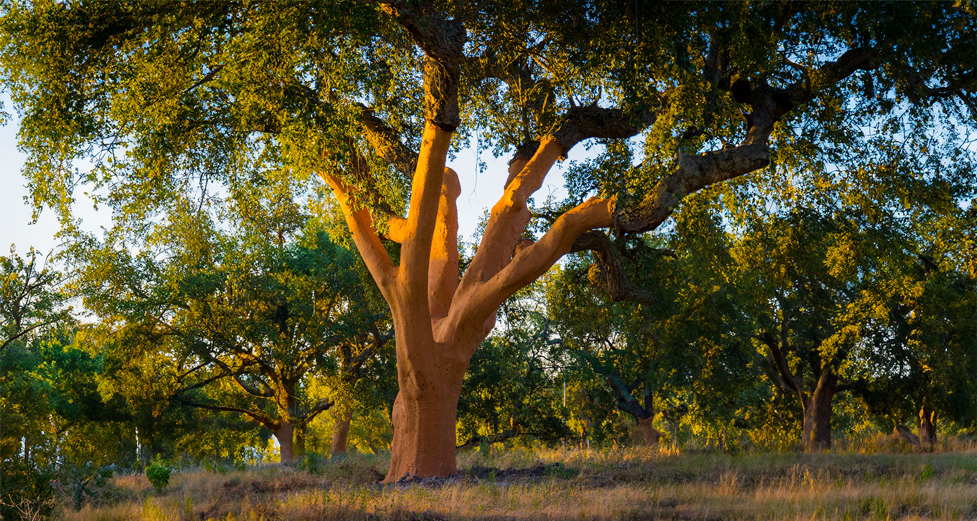 Cork Quality Council Is Now The Natural Cork Council M. A. Silva