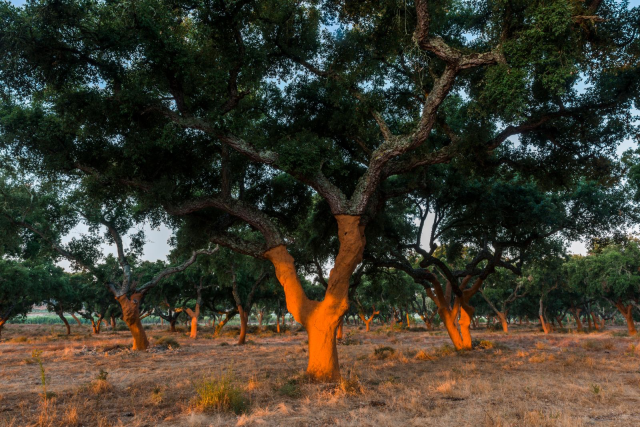 cork-tree-after-harvest-from-apcor-via-phipps-pr-640x427